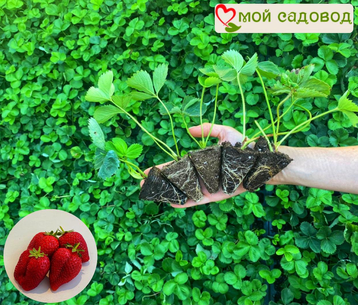 Клубника Нагаока